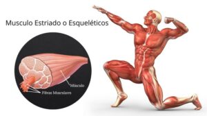 Los músculos
